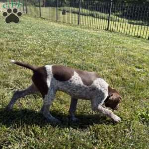 Wayland, German Shorthaired Pointer Puppy